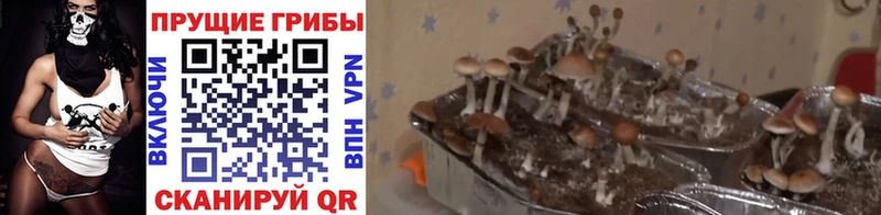 Галлюциногенные грибы Magic Shrooms Краснозаводск